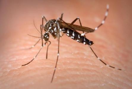 Casos de dengue caem em maro em relao a fevereiro no estado de SP PIRITUBA